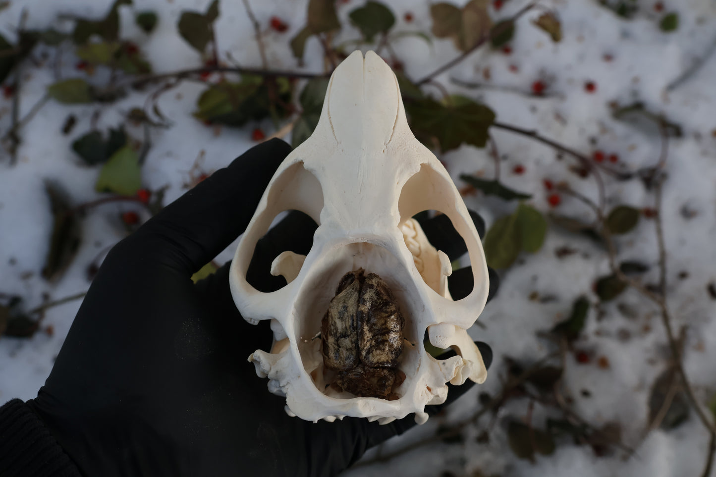 Beaver Skull and Brain