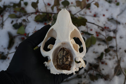 Beaver Skull and Brain