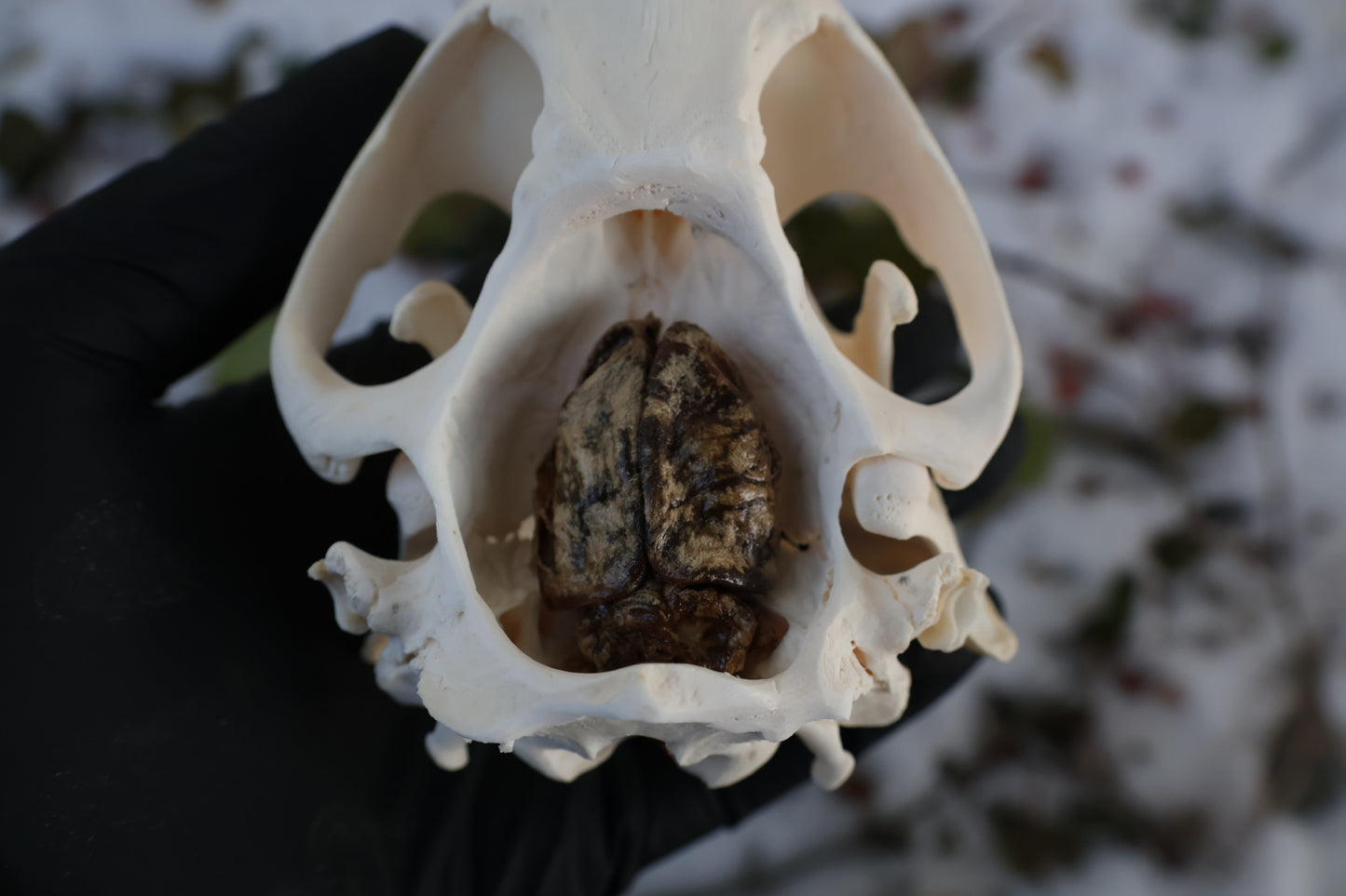 Beaver Skull and Brain