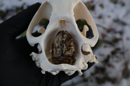 Beaver Skull and Brain