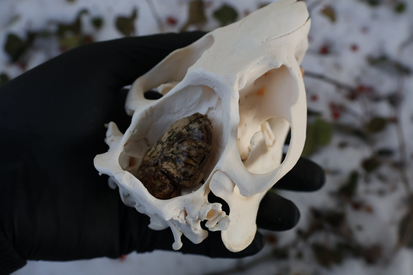 Beaver Skull and Brain