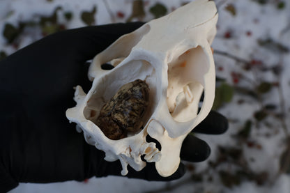 Beaver Skull and Brain