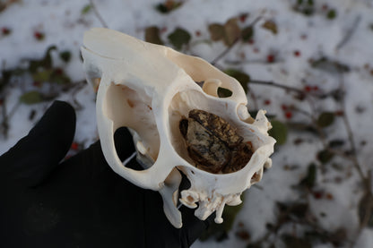 Beaver Skull and Brain