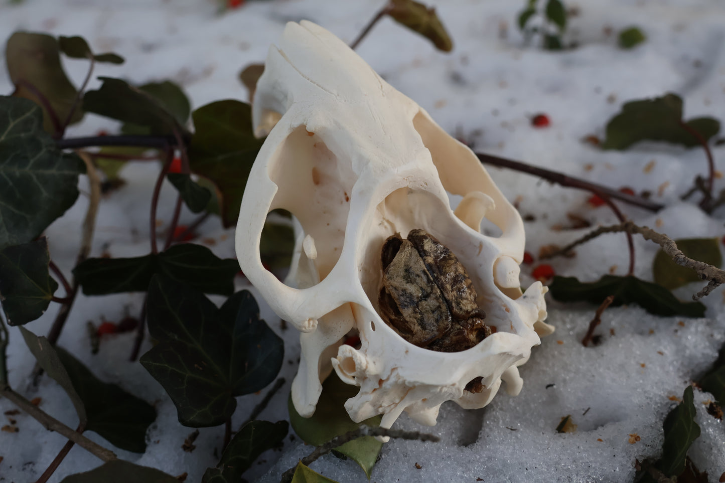 Beaver Skull and Brain
