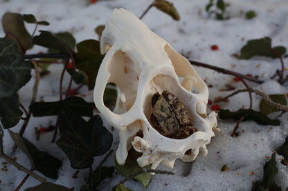 Beaver Skull and Brain