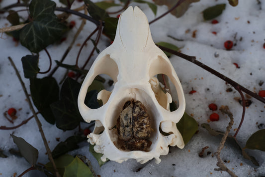 Beaver Skull and Brain