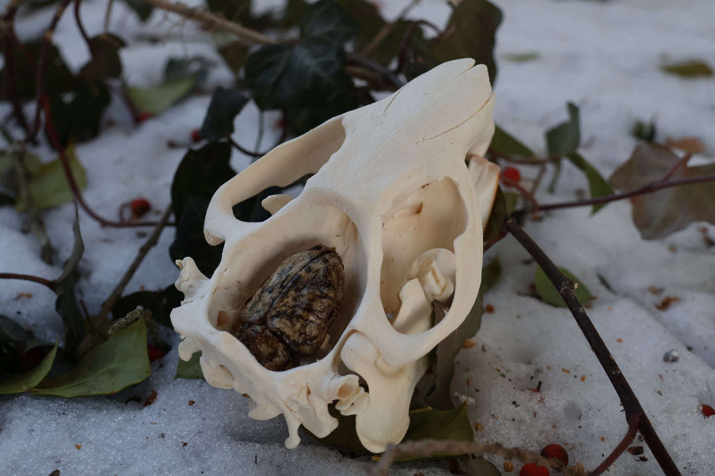Beaver Skull and Brain