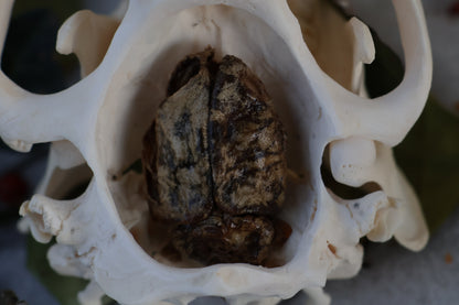 Beaver Skull and Brain