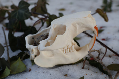 Beaver Skull and Brain