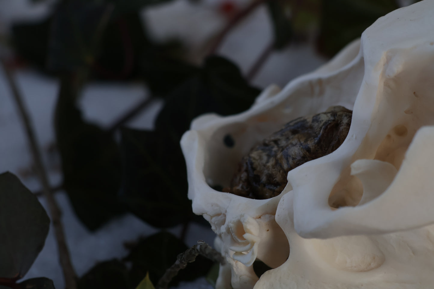 Beaver Skull and Brain