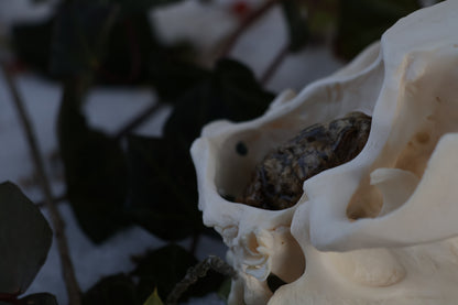 Beaver Skull and Brain