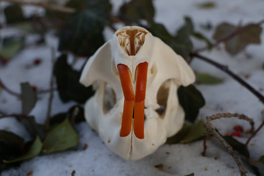 Beaver Skull and Brain