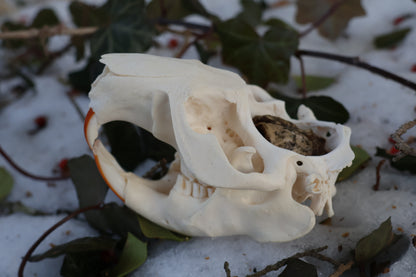 Beaver Skull and Brain