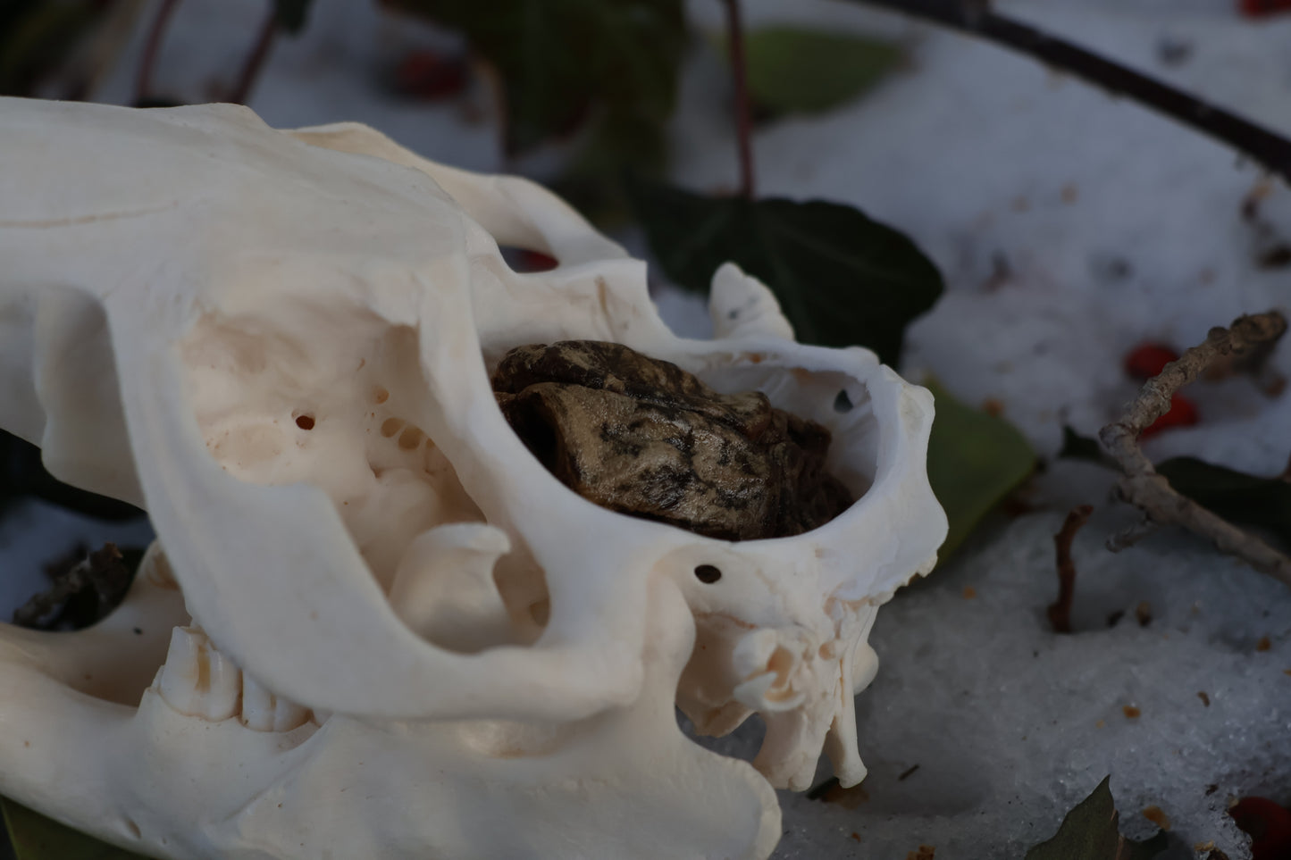 Beaver Skull and Brain
