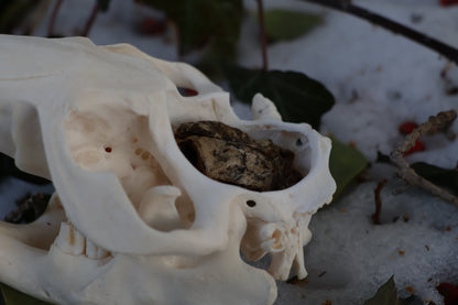 Beaver Skull and Brain