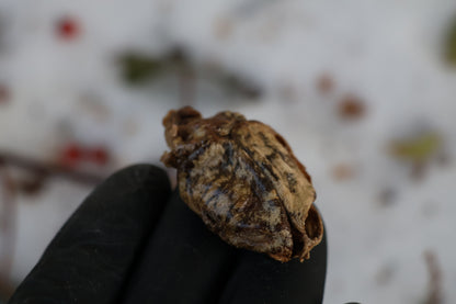 Beaver Skull and Brain