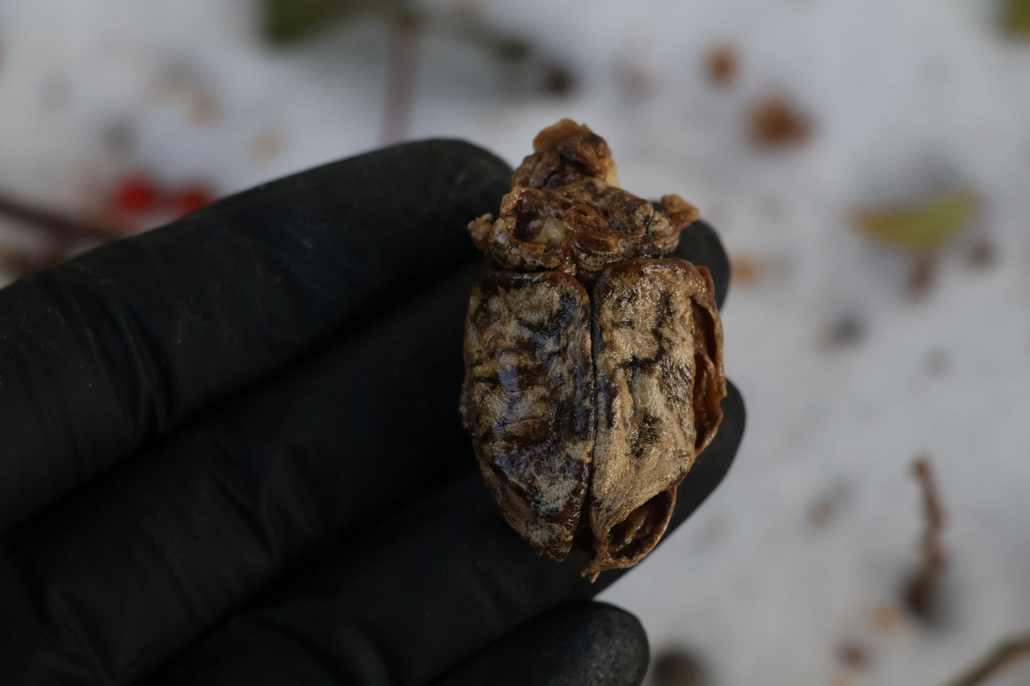 Beaver Skull and Brain