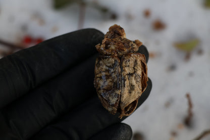 Beaver Skull and Brain