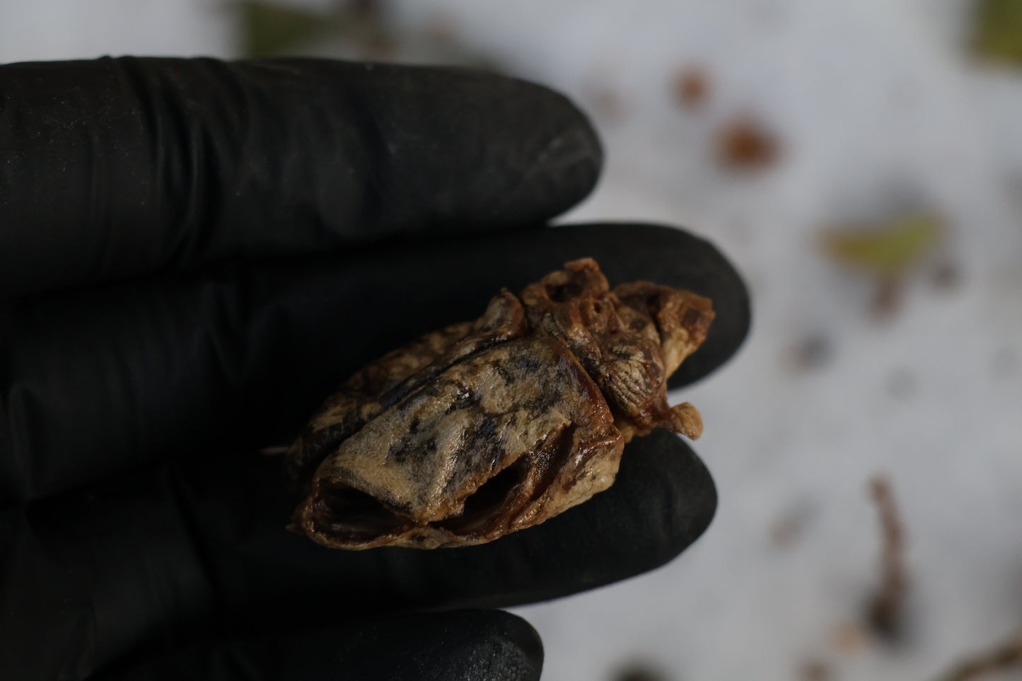 Beaver Skull and Brain