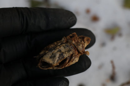 Beaver Skull and Brain