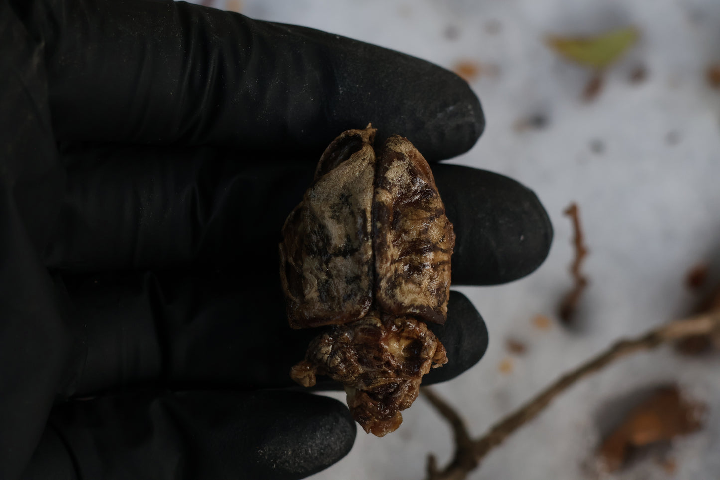 Beaver Skull and Brain
