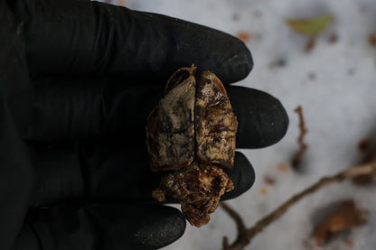 Beaver Skull and Brain
