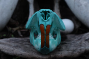 Blue Copper Beaver Skull