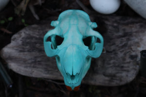 Blue Copper Beaver Skull