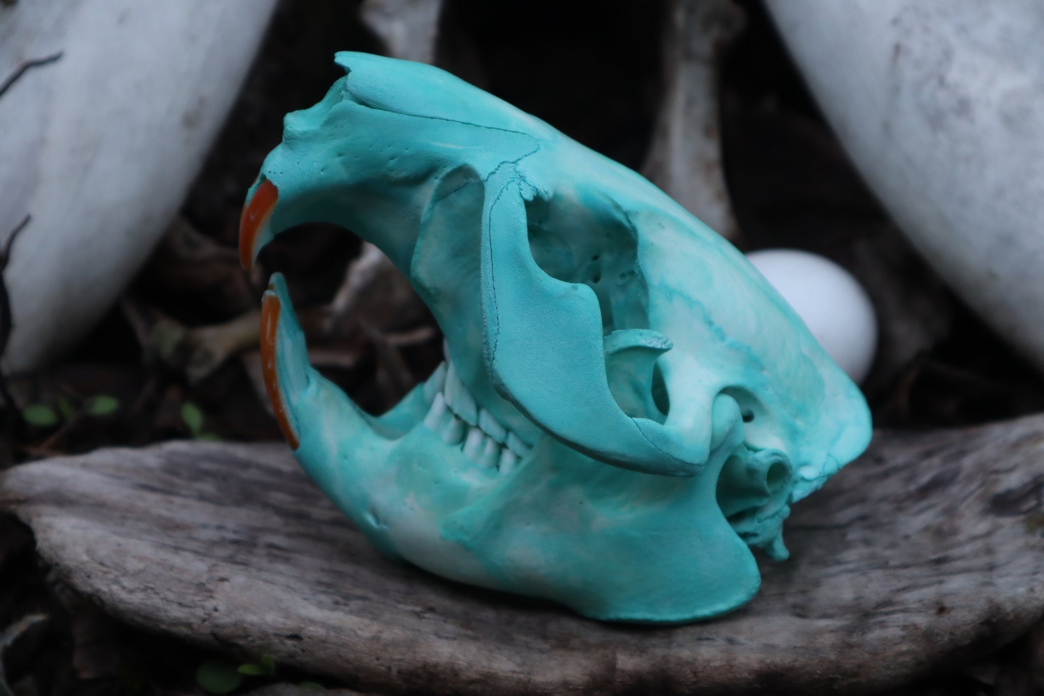 Blue Copper Beaver Skull