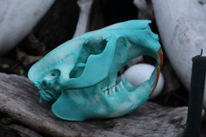 Blue Copper Beaver Skull