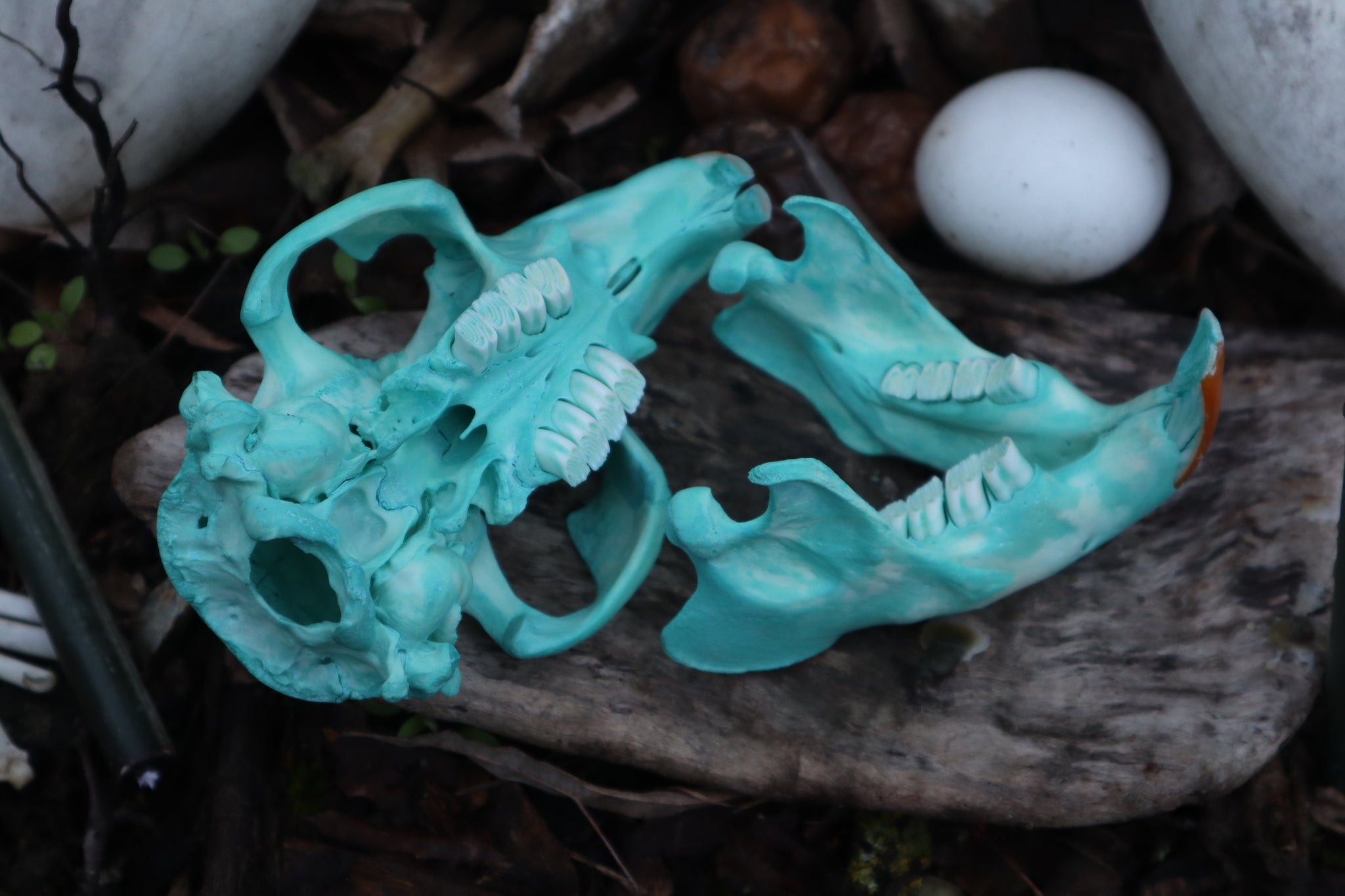 Blue Copper Beaver Skull