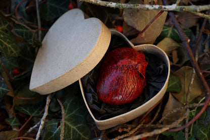 Dry Preserved Red Fox Heart