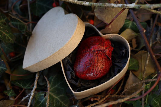 Dry Preserved Red Fox Heart