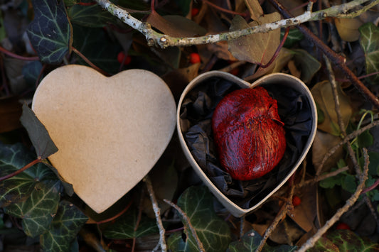 Dry Preserved Red Fox Heart