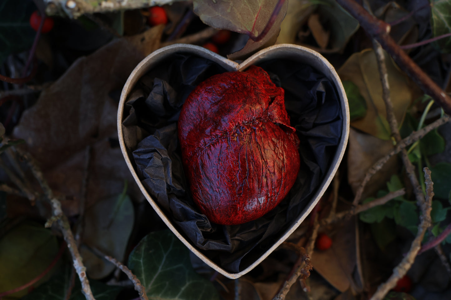 Dry Preserved Red Fox Heart