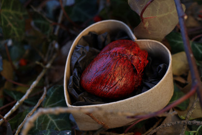 Dry Preserved Red Fox Heart