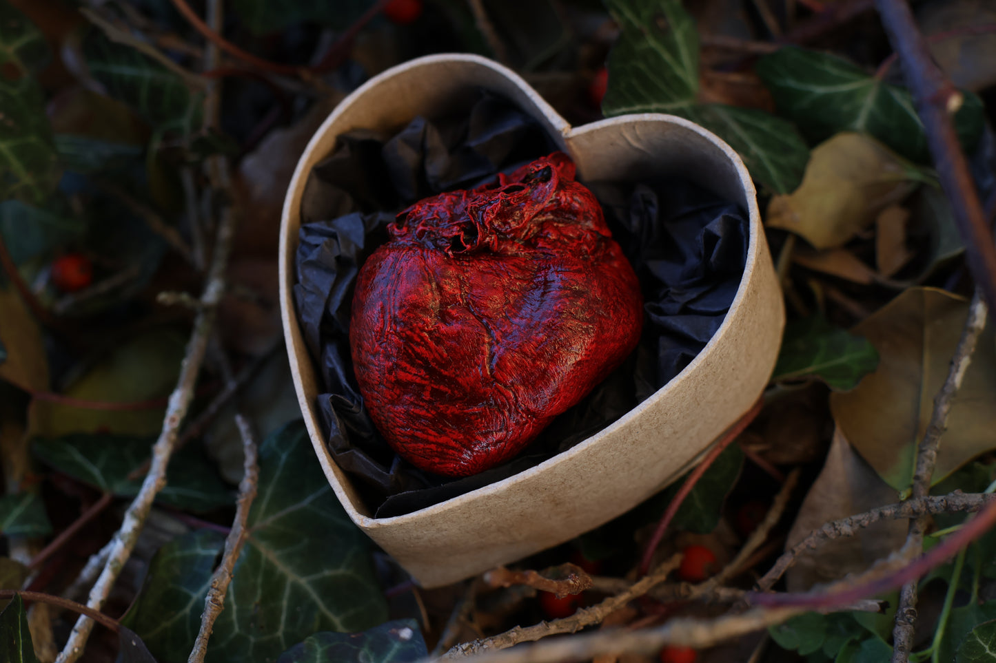Dry Preserved Red Fox Heart