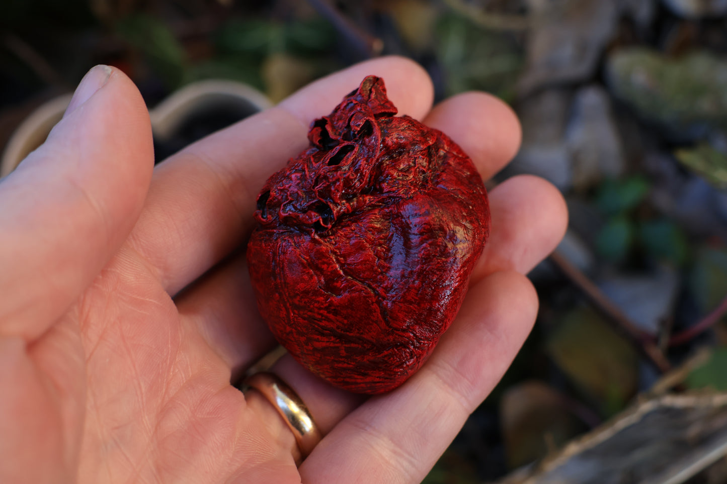 Dry Preserved Red Fox Heart