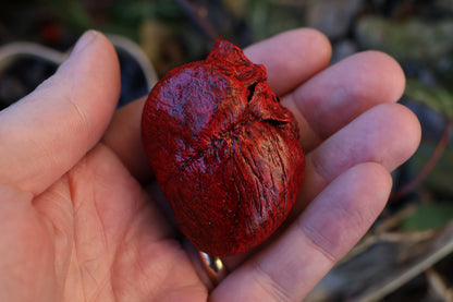 Dry Preserved Red Fox Heart