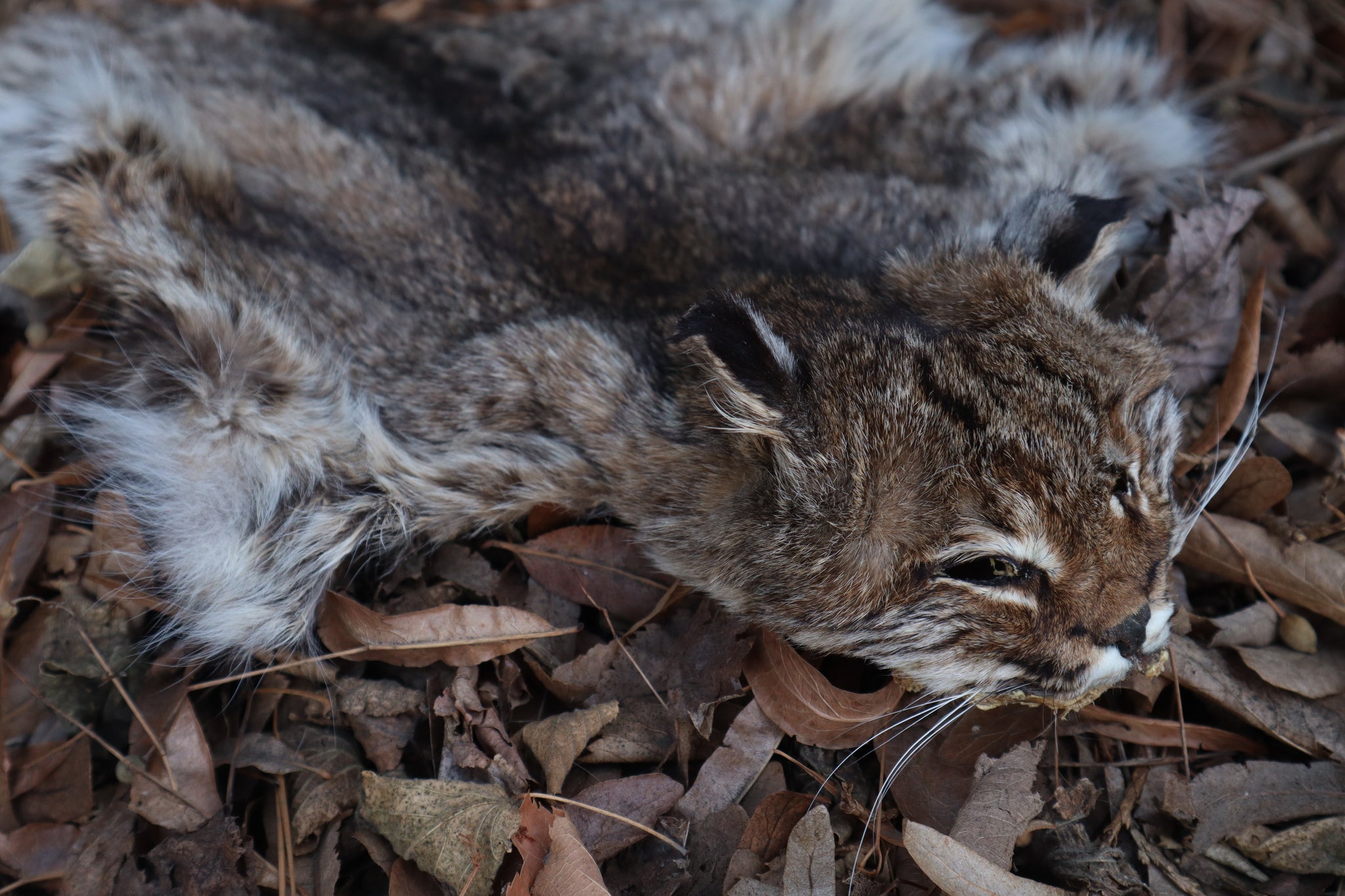 Reserved for Zia - Craft Bobcat Pelt