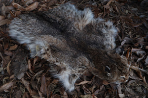 Reserved for Zia - Craft Bobcat Pelt