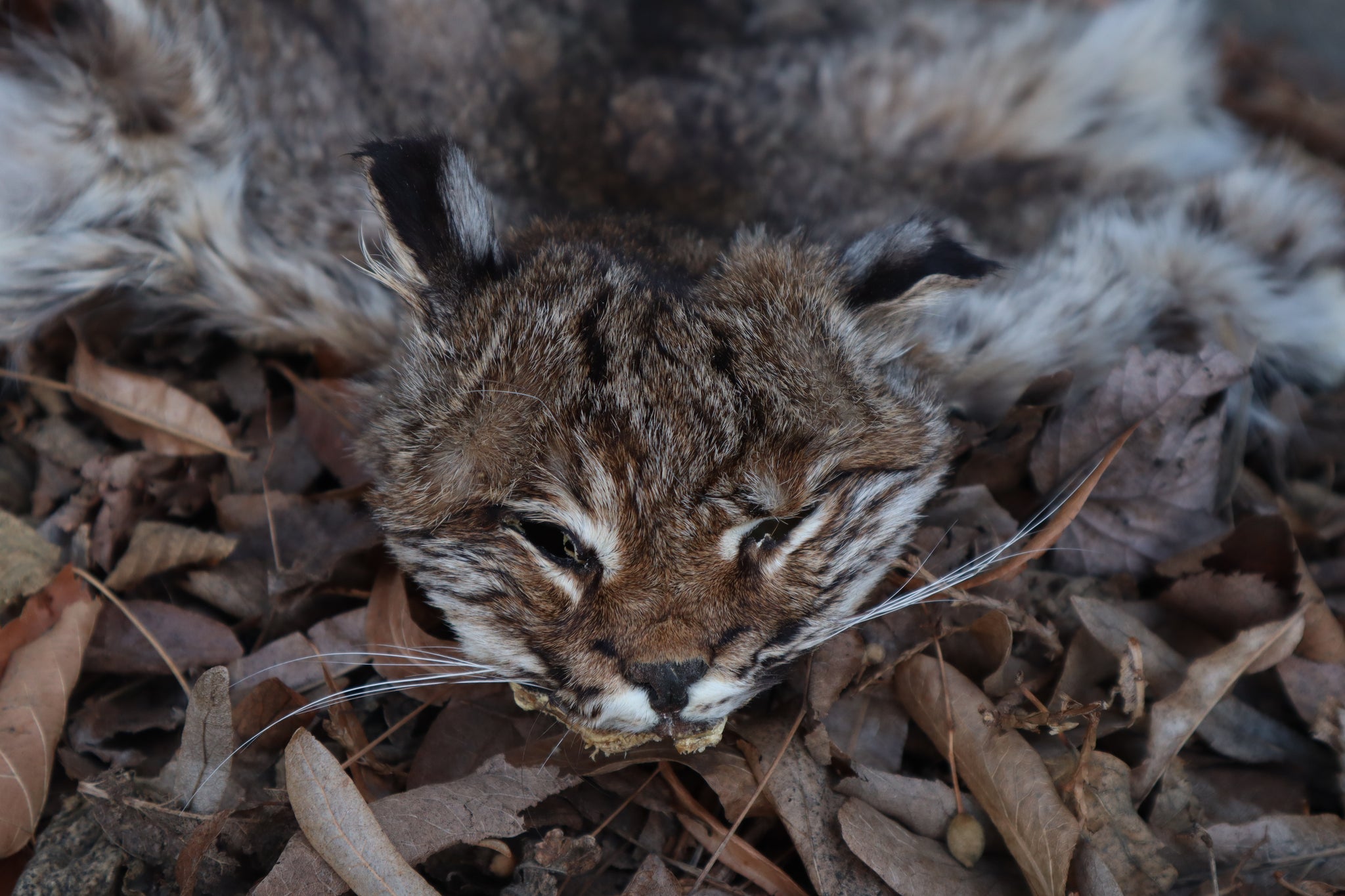 Reserved for Zia - Craft Bobcat Pelt