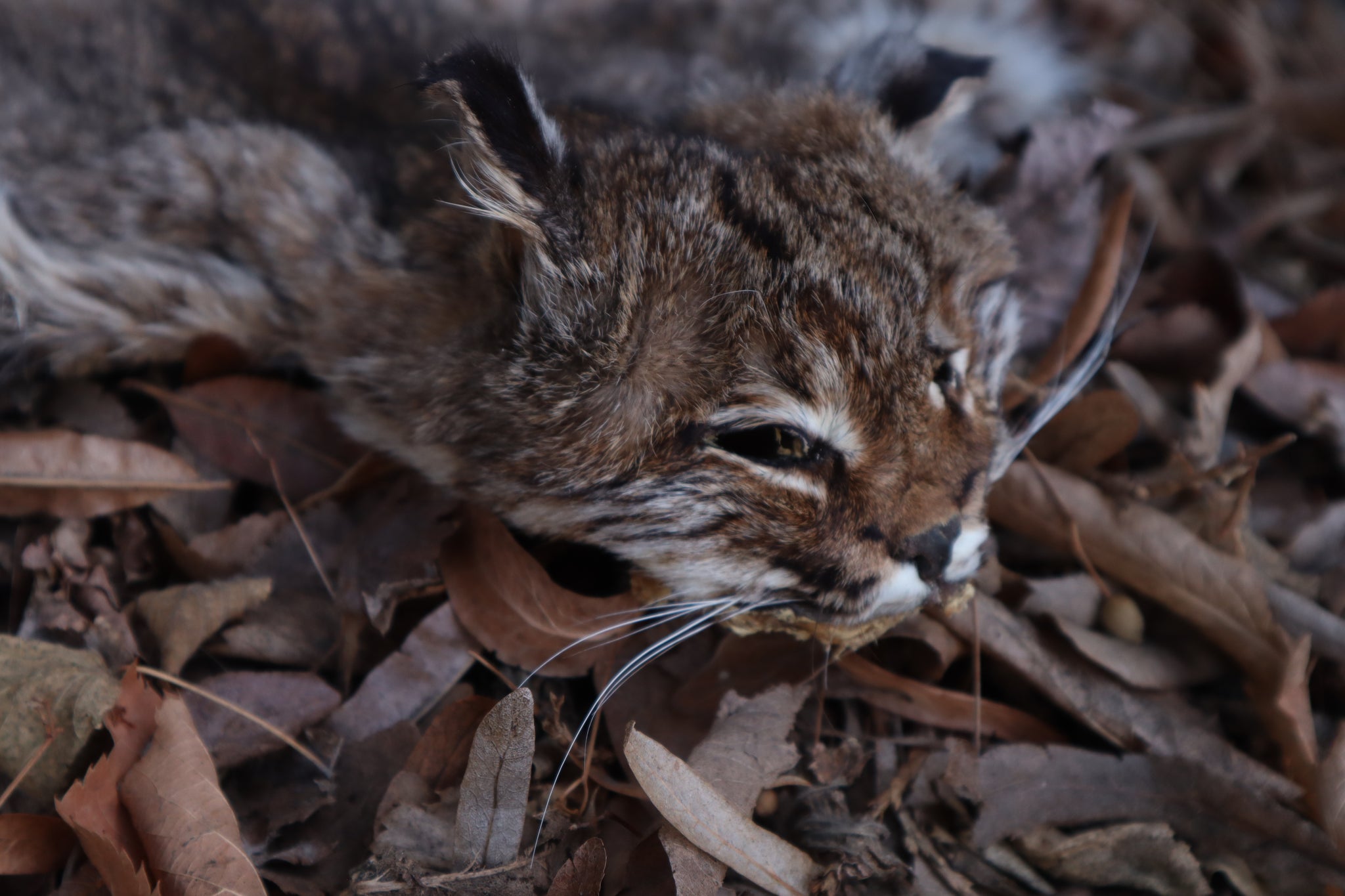 Reserved for Zia - Craft Bobcat Pelt