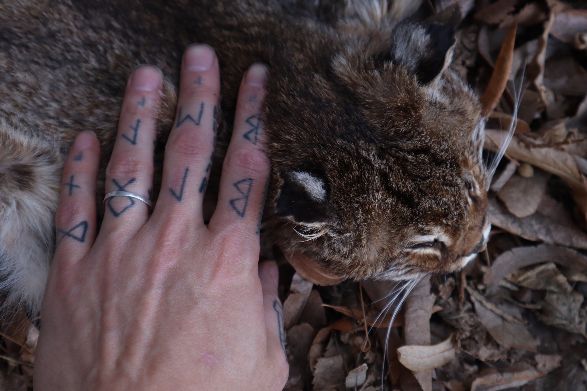 Reserved for Zia - Craft Bobcat Pelt