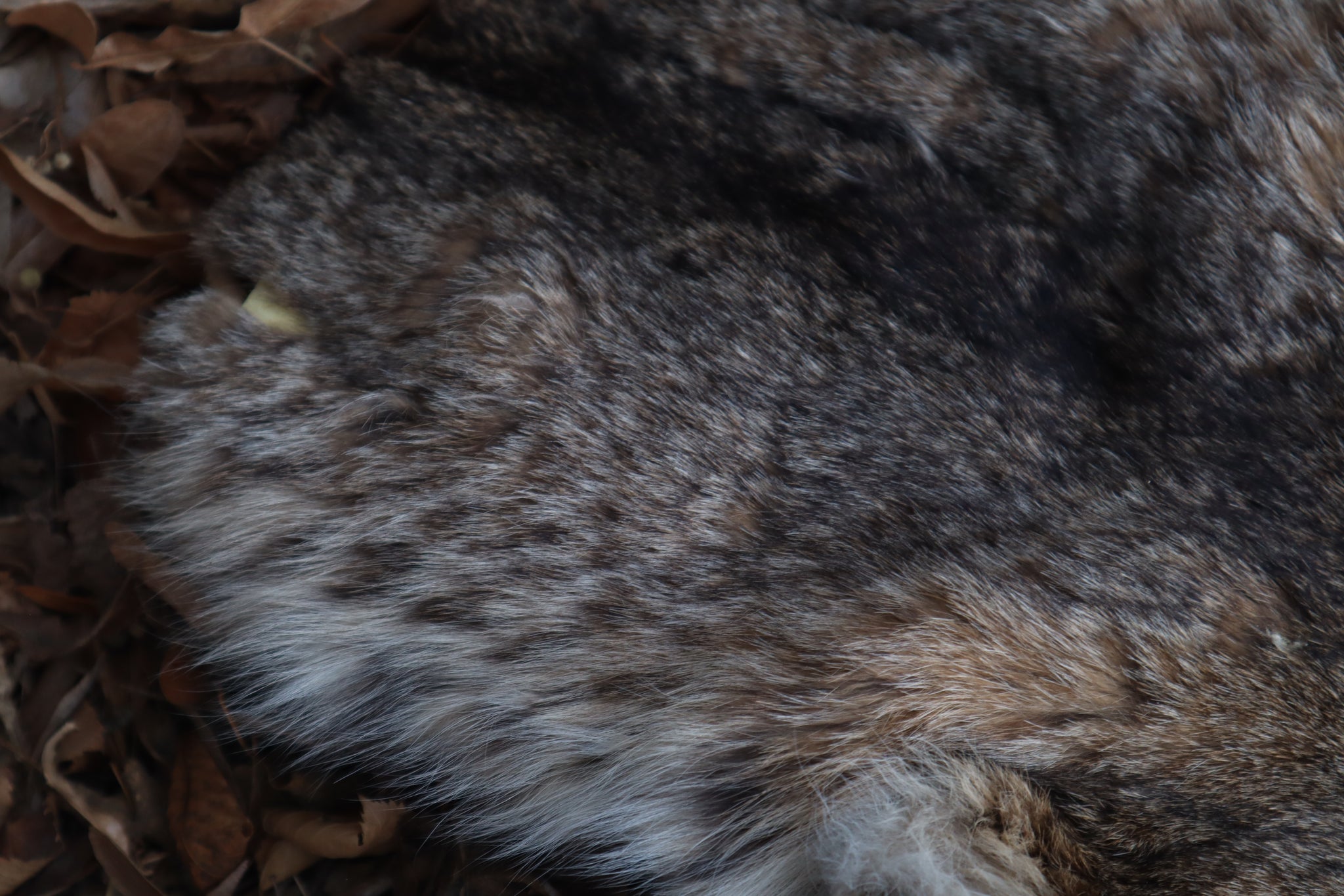 Reserved for Zia - Craft Bobcat Pelt