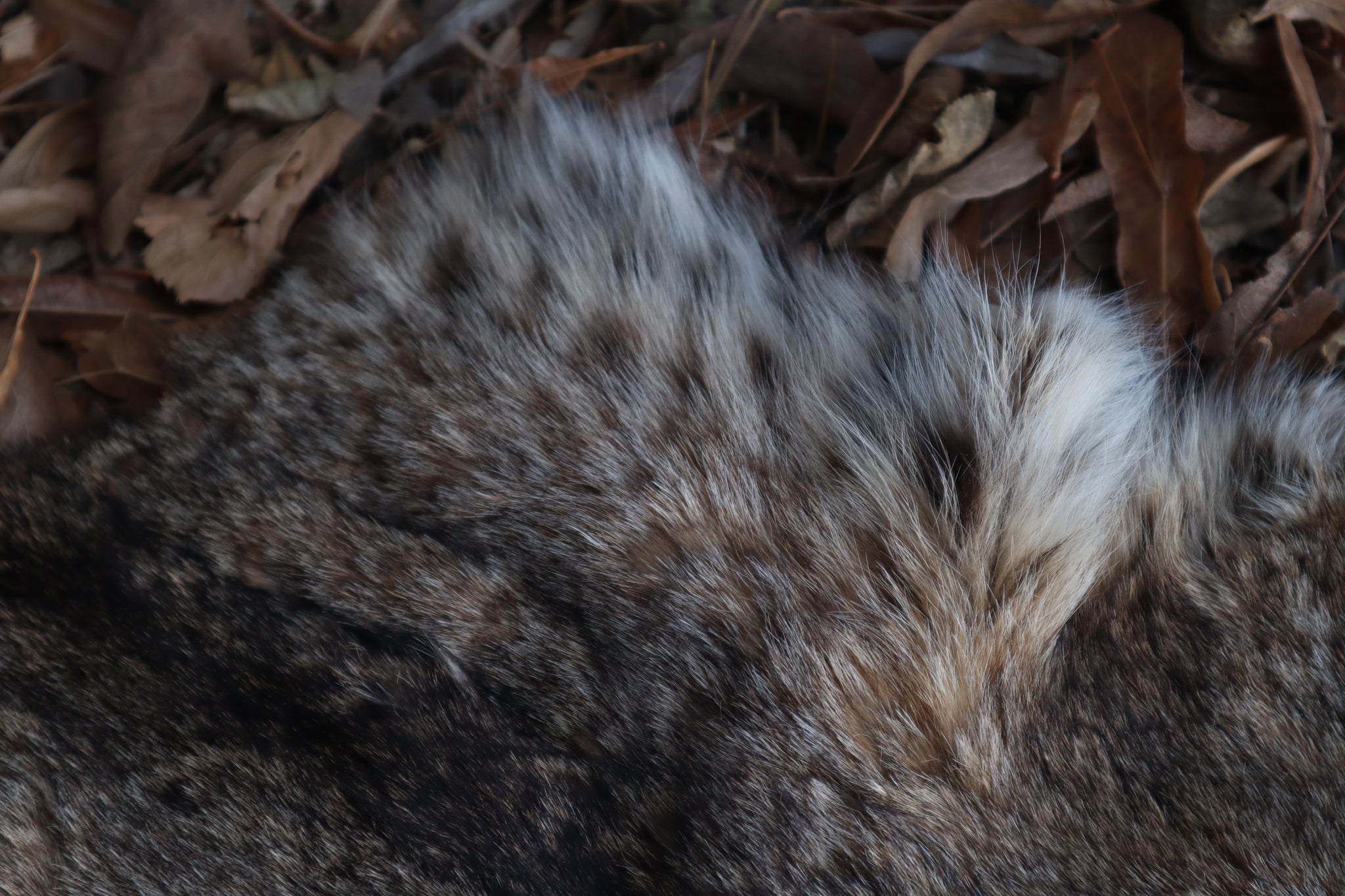 Reserved for Zia - Craft Bobcat Pelt