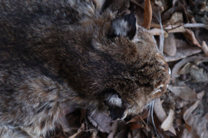 Reserved for Zia - Craft Bobcat Pelt