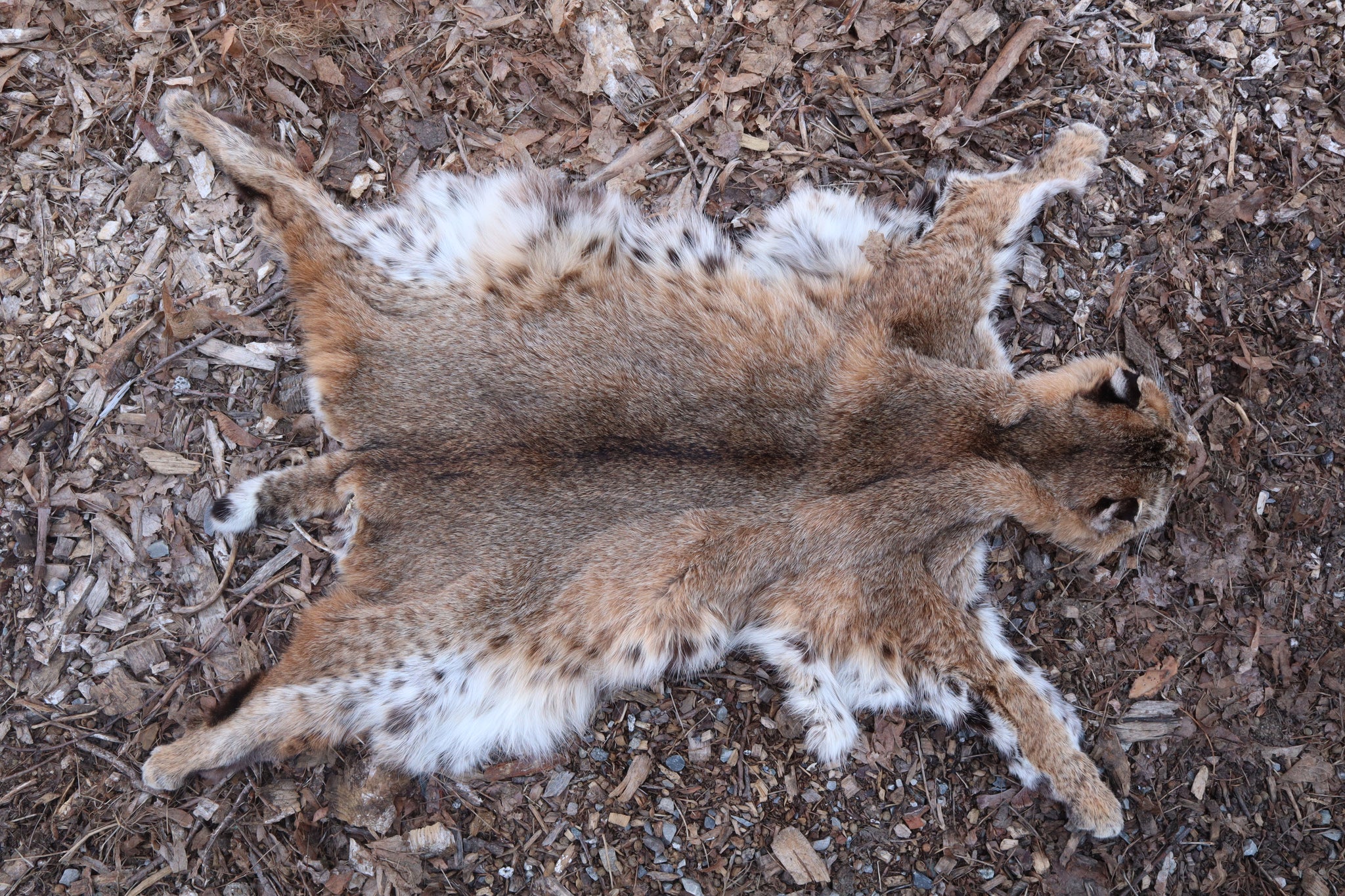 Lifesize Bobcat - Taxidermy Quality