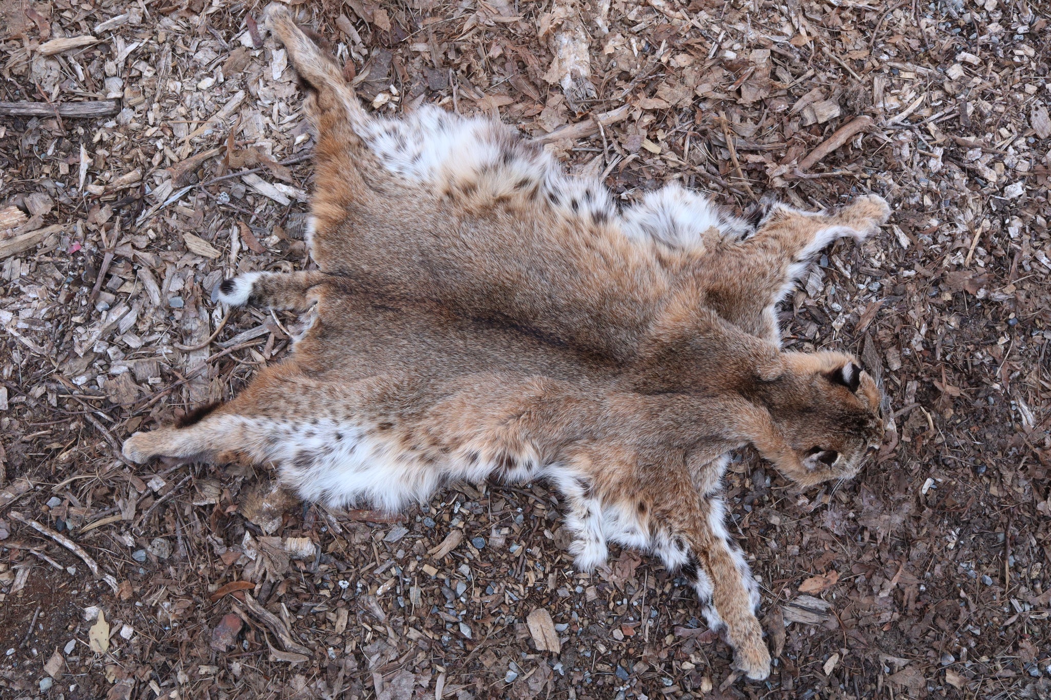 Lifesize Bobcat - Taxidermy Quality