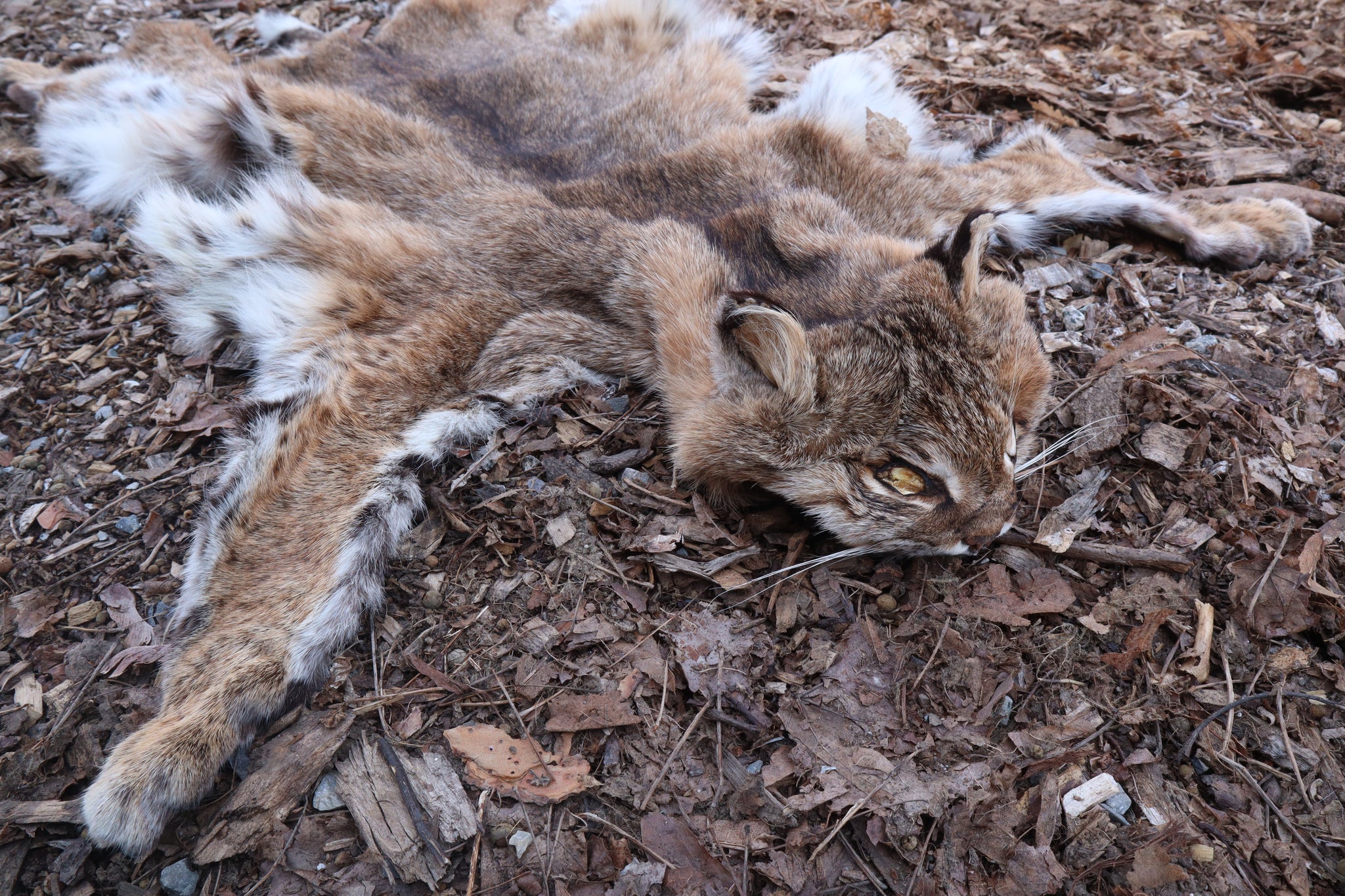 Lifesize Bobcat - Taxidermy Quality